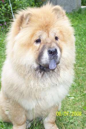 ofer mascul chow chow pentru monta