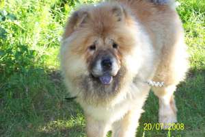 ofer mascul chow chow pentru monta