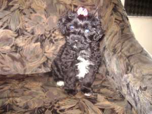 Doresc spre adoptie "Catel de pachet" ;)