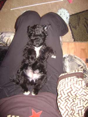 Doresc spre adoptie "Catel de pachet" ;)