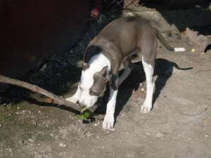 Pui blue amstaff cu pedigree