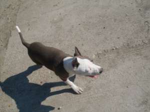 Pui amstaff blue din canisa cu pedigree