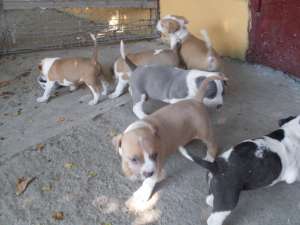 Pui amstaff blue din canisa cu pedigree