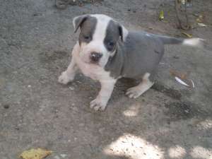Pui amstaff blue din canisa cu pedigree