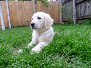 vand pui golden retriever