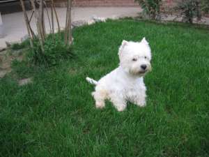 WESTIE FOARTE FRUMOS!