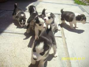 vand husky siberian  in varsta de 5 sapt