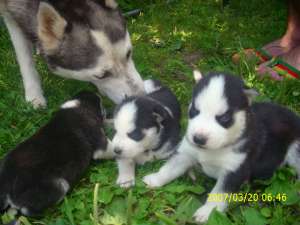 vand husky siberian  in varsta de 5 sapt