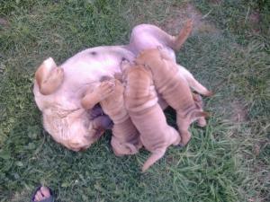 vand shar-pei
