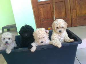 canis pitic