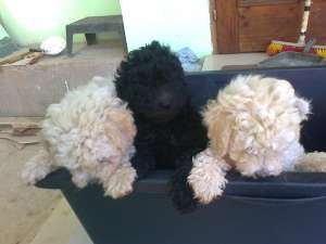 canis pitic