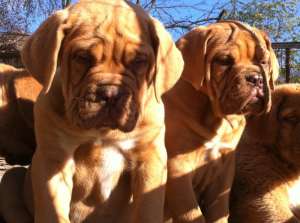 DOG DE BODEAUX