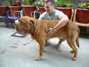 DOG DE BODEAUX
