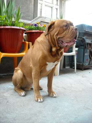 DOG DE BODEAUX