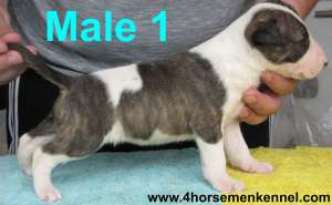 Oferta pui Bull Terrier