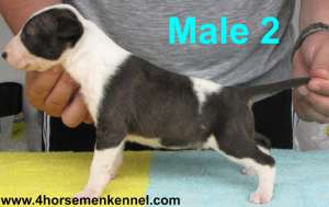 Oferta pui Bull Terrier