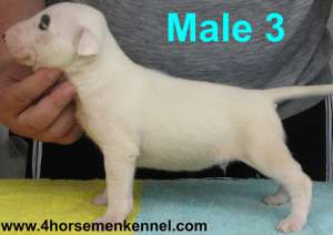 Oferta pui Bull Terrier