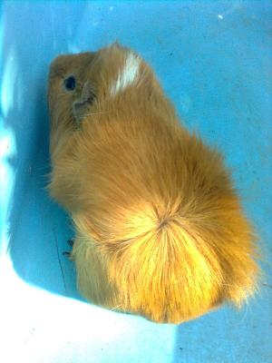 porcusori de guineea