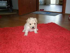 Vand bichon 4 saptamani