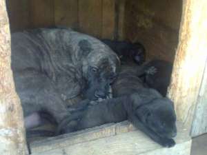 vand catei presa canario