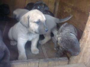 vand catei presa canario