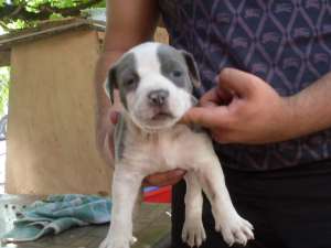 Pui amstaff blue(albastru) cu pedigree
