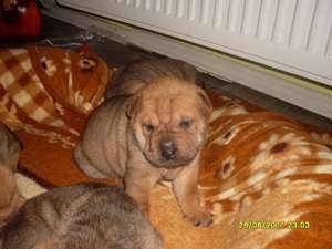 Vand Pui Shar-pei !!