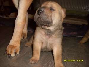 Vand Pui Shar-pei !!