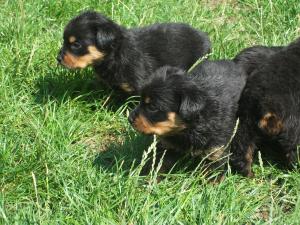 VAND CATEI DIN RASA ROTTWAILER,     RASA PURA