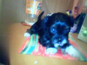 Bichon de vanzare