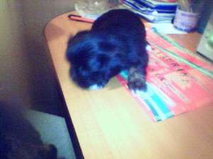 Bichon de vanzare