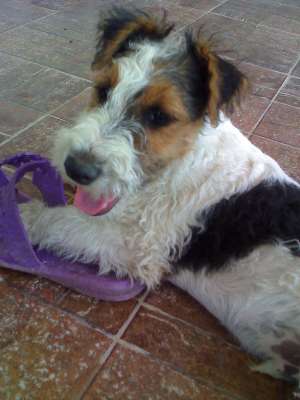 Vand catei de Fox Terrier
