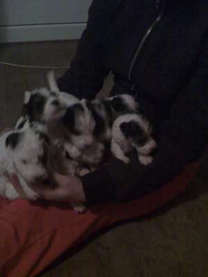 Vand catei de Fox Terrier