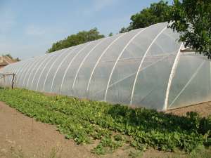 solarii legume