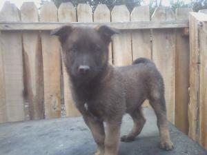 vand catei malinois