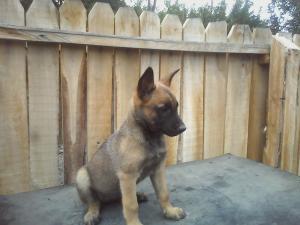 vand catei malinois