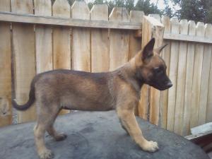 vand catei malinois