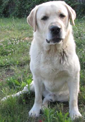 Ofers spre adoptie labrador