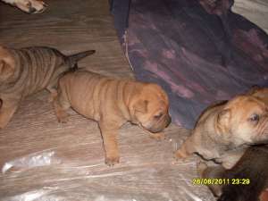 Vand Pui Shar-pei !!!