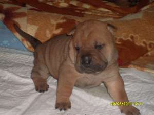 Vand Pui Shar-pei !!!