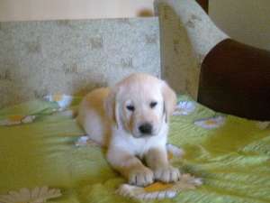 vand labrador retreiver auriu