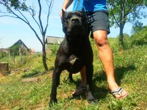 vand pui cane corso