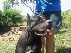 vand pui cane corso