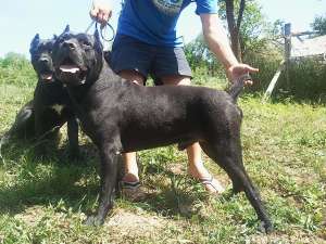 vand pui cane corso