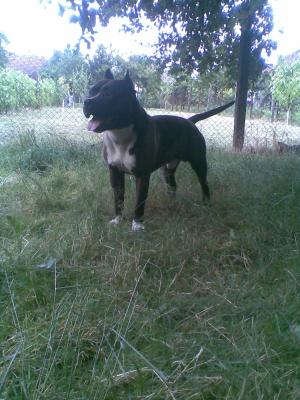 ofer mascul amstaff spre imperechere