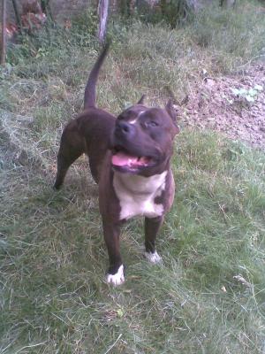 ofer mascul amstaff spre imperechere