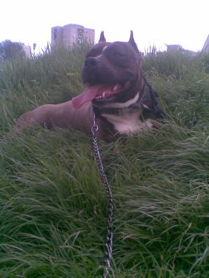 ofer mascul amstaff spre imperechere
