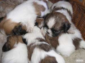 Vand catei SHIH-TZU