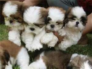 Vand catei SHIH-TZU