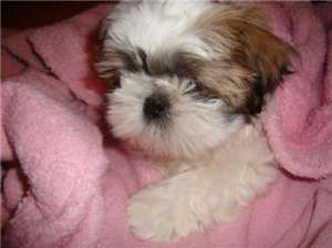 Vand catei SHIH-TZU